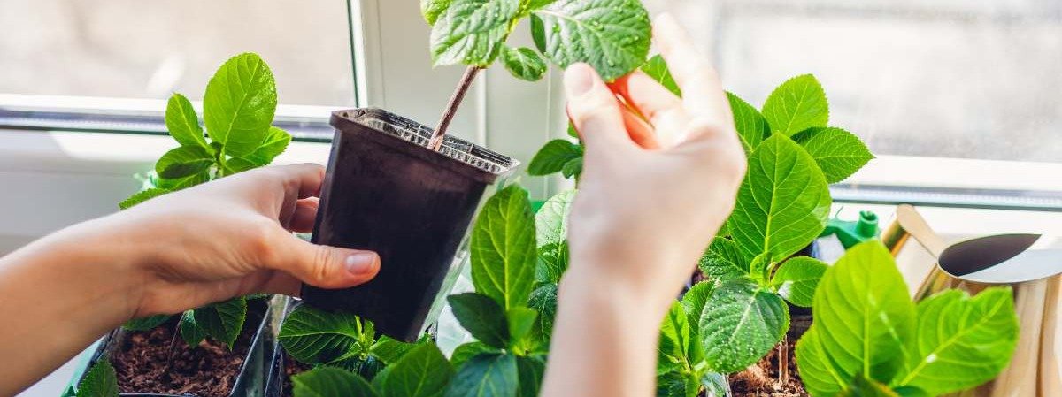 Bouturage des aromatiques du jardin de l'INSPE