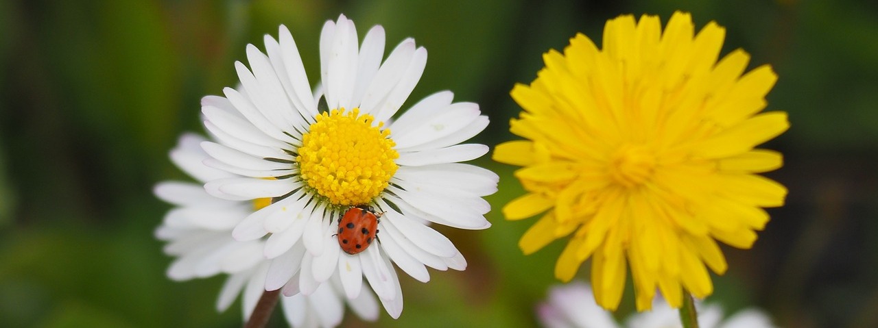 Découvrez les plantes du campus de l'ENVT cover image
